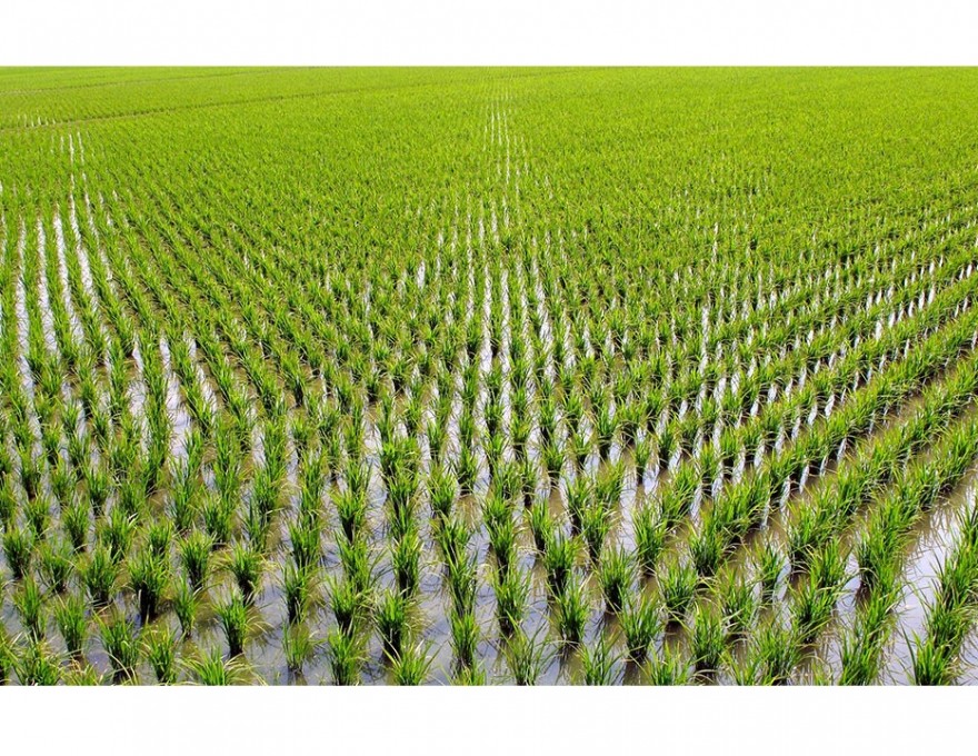 pic